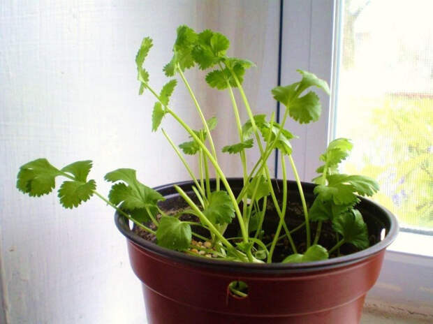 овощи, которые можно выращивать дома 