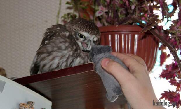 Необычные домашние животные (55 фото) Необычные домашние животные (55 фото)