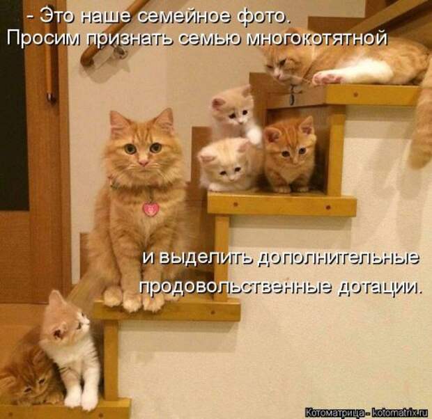 Новая котоматрица (29 фото)