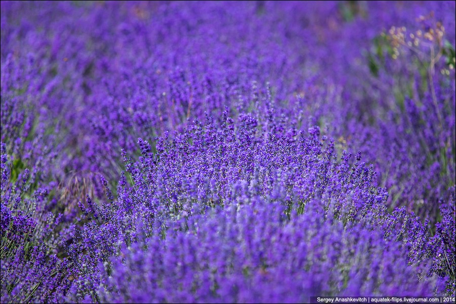 Lavenderfields09 Крымский Прованс. Лавандовые поля в Крыму