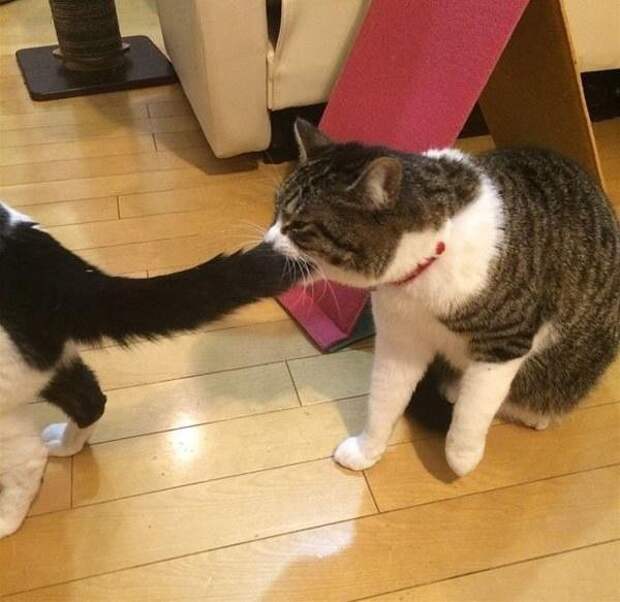 Это поймет каждый обладатель злого кота животные, злые, коты