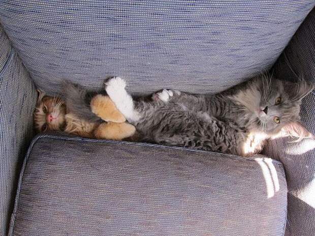 две кошки играют