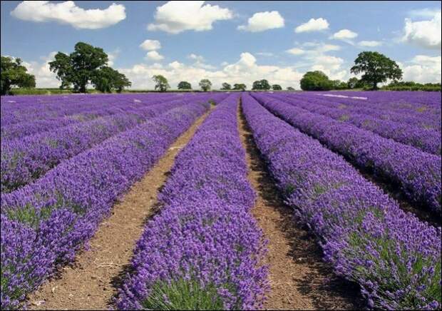 Лавандовые поля под голубым небом Франции. Лавандовые поля под голубым небом Франции.