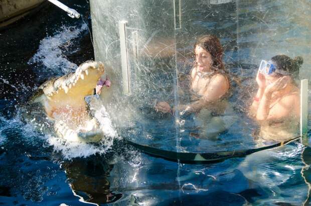 Kate Croc Cage Diving