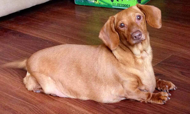 Диета и физическая активность сделали свое дело – пес за год похудел на 20 кг! история, похудение, собака