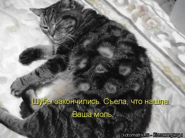 Подборка прикольных котоматриц