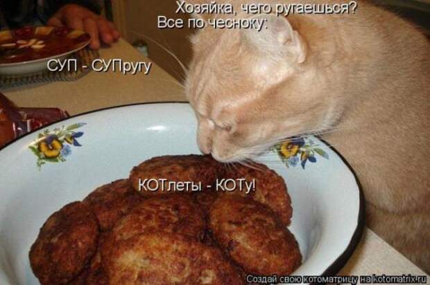 Котоматрицы (картинки с надписями)