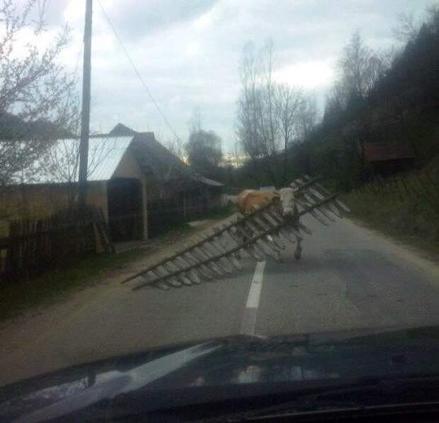 Тем временем в России фото, юмор