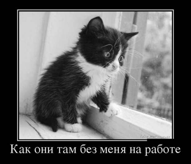 Демотиваторы демотиваторы, прикол, смех, юмор