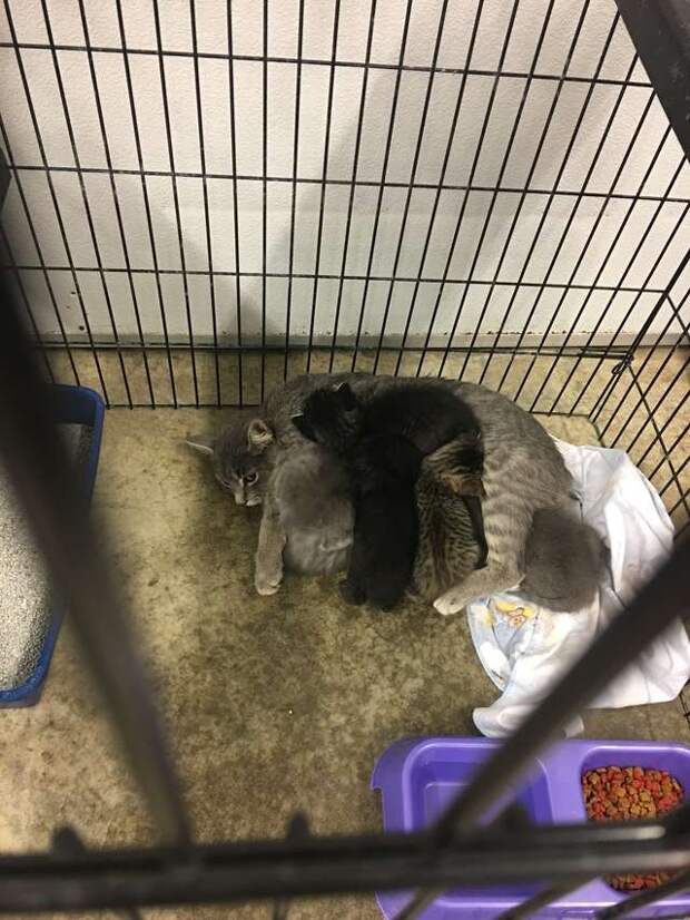 кошка с котятами