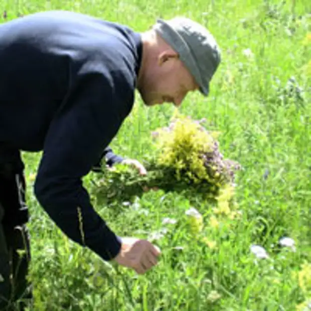 Копорский чай. Сбор дикорастущих растений. Заготовка курильского чая скручивание и ферментирование. Тимьян малолистный. Трава тимьяна ползучего.