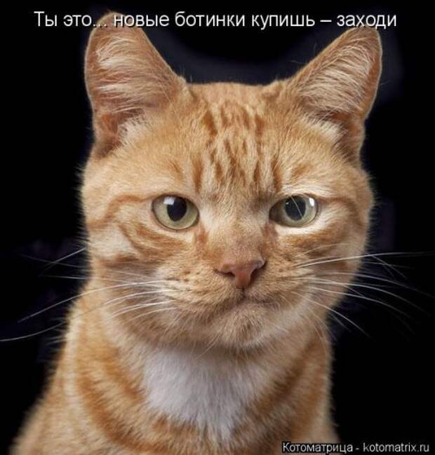 Котоматрица на Бугаге (34 фото)
