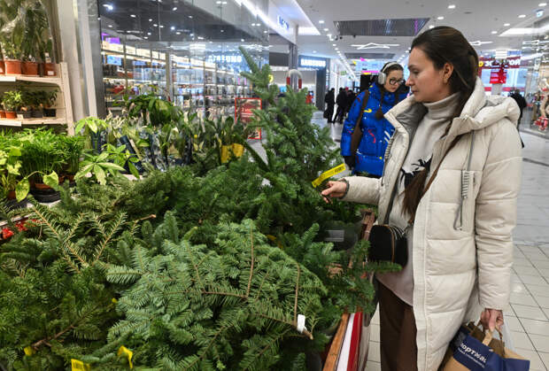 Россиян научили правильно устанавливать живую ель