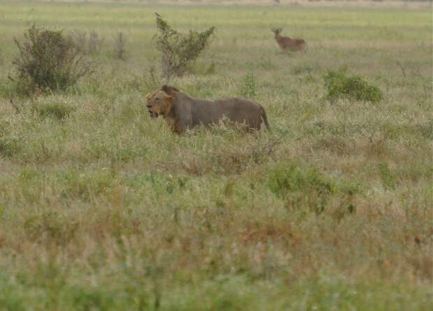 Львы (лат. Panthera leo) (англ. Lions)