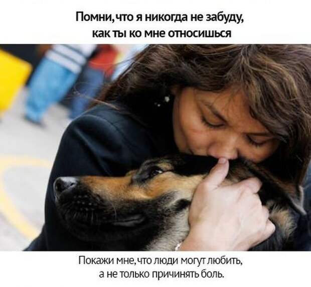 Берегите своих питомцев животные, люди, отношение, собаки