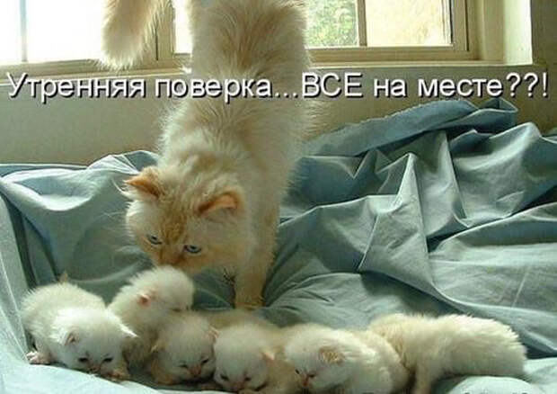 image (530x375, 152Kb)