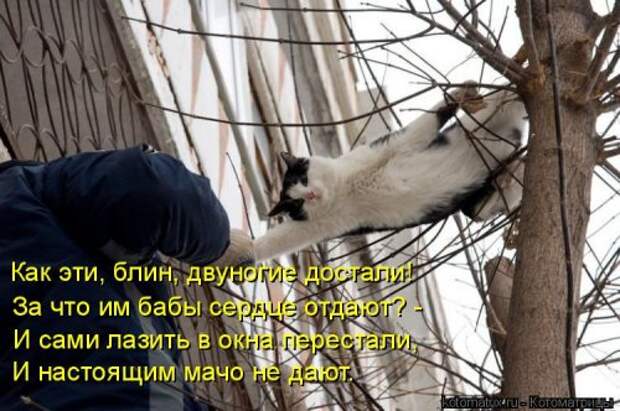 Отличная котоматрица для поднятия настроения (40 фото)