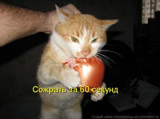 Подборка прикольных котоматриц