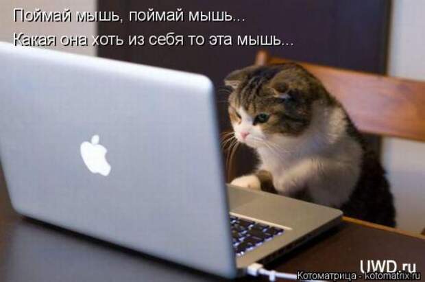 Котоматрицы(картинки с надписями)