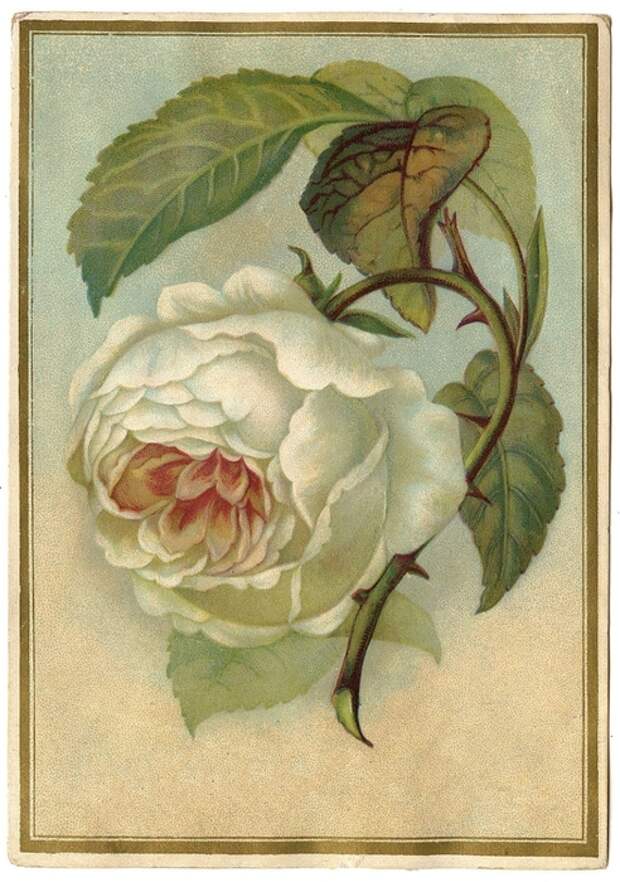 WhiteRoseVintageGraphicsFairy009b (492x700, 300Kb)