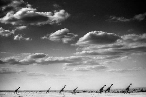 Дикая Африка в фотографиях Лорана Бау дикая природа, животные, фотографии