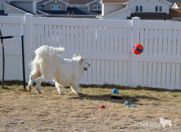 Great Pyrenees