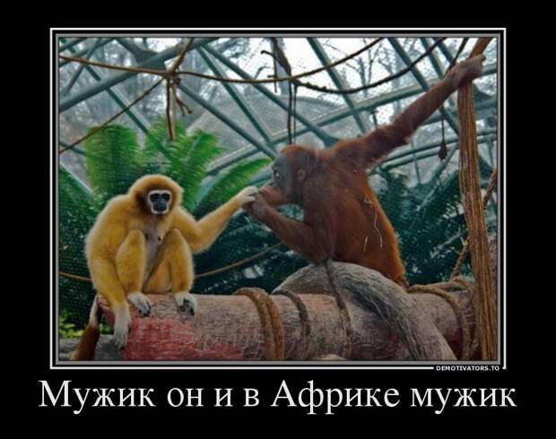 Демотиваторы демотиваторы