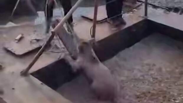 Медвежонок упал в яму с отходами / Источник видео: Amur Mash