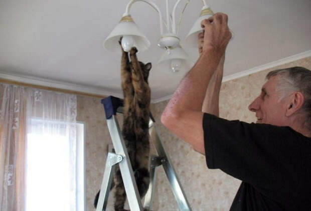 Кот электрик. Кот электрик.