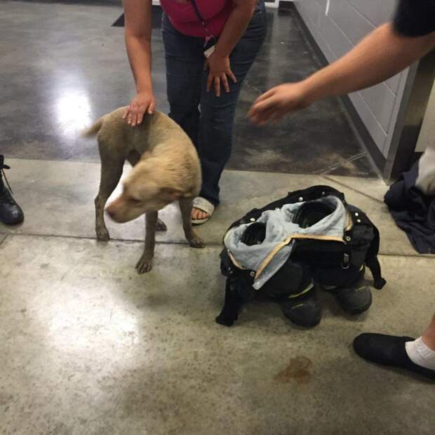 Как спасатели вытаскивали собаку, застрявшую головой в старом колесе (20 фото) Как спасатели вытаскивали собаку, застрявшую головой в старом колесе (20 фото)