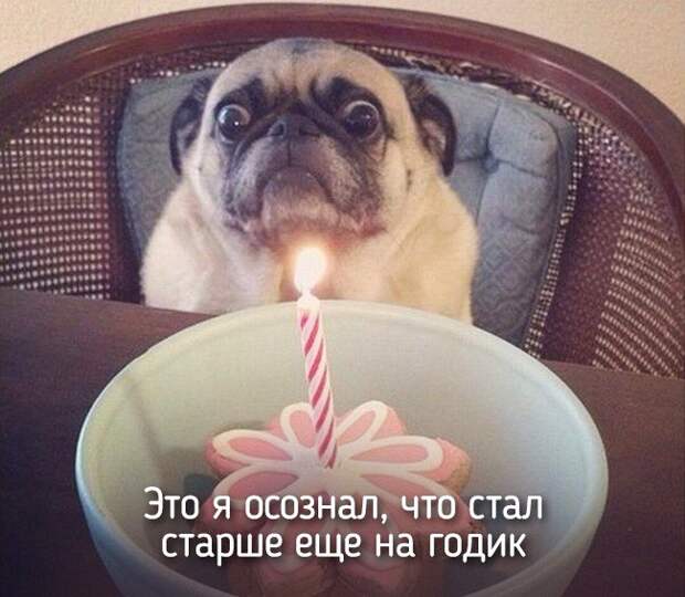 20 животных, которые ведут себя совсем как я животные, позитив