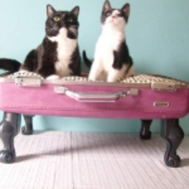 recycled-suitcase-ideas-pets-bed3.jpg