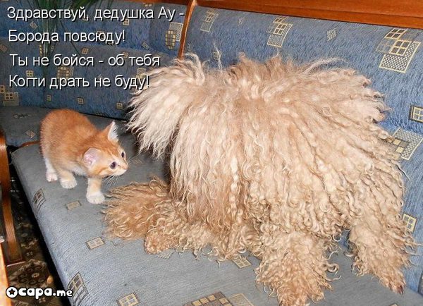Позитивные котэ (29.05.15)