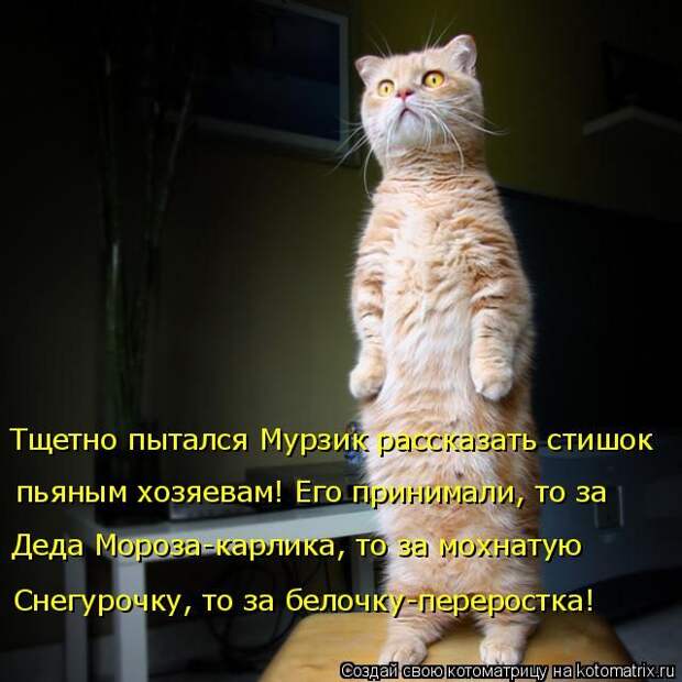 Лучшие котоматрицы недели (50 фото)