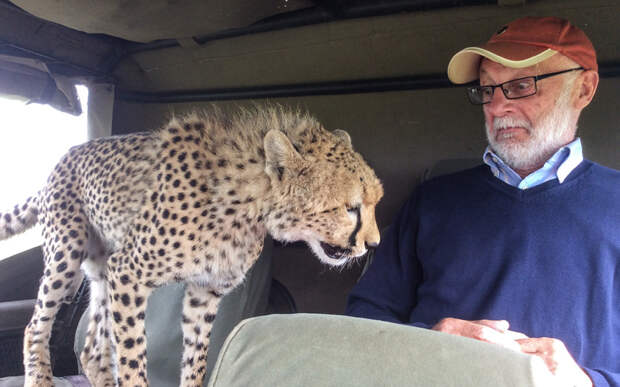Ирландский турист в шоке, когда молодой гепард во время сафари в Кении запрыгнул к нему в джип