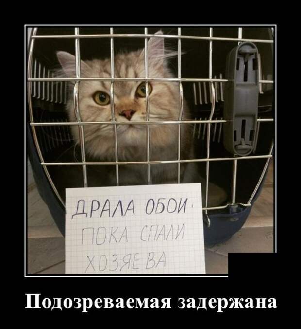 Демотиваторы 18 декабря 2020