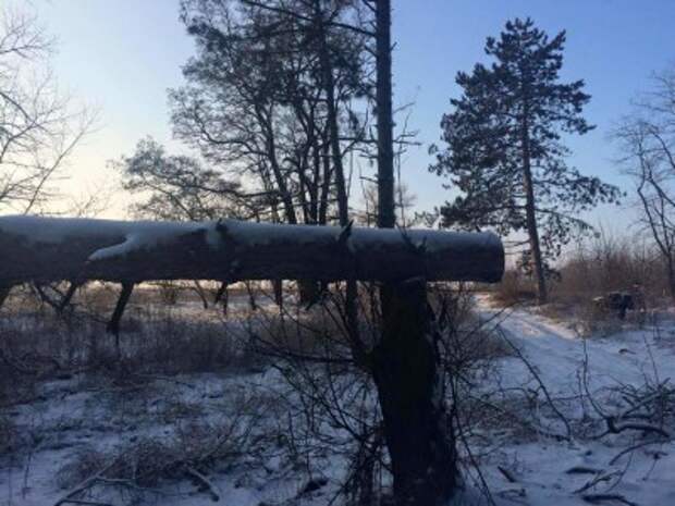 Украинские солдаты поставили на поток вырубку лесов Херсонщины - Журавко
