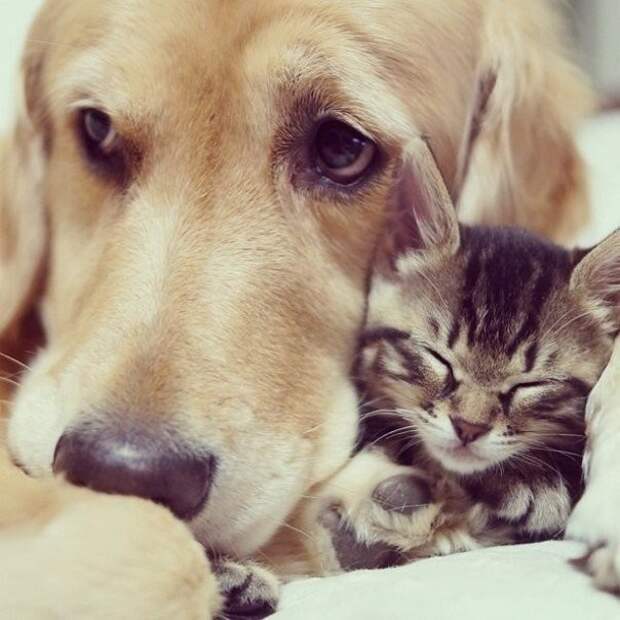 Хорошо иметь терпеливого друга! вредные коты, дружба, животные, коты, мило, собака