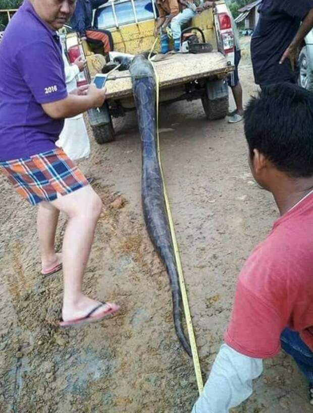 Как голодные жители Борнео убили и съели 6-метровую самку питона вместе с её любовником Борнео, еда, животные, змея, малайзия, питон, природа