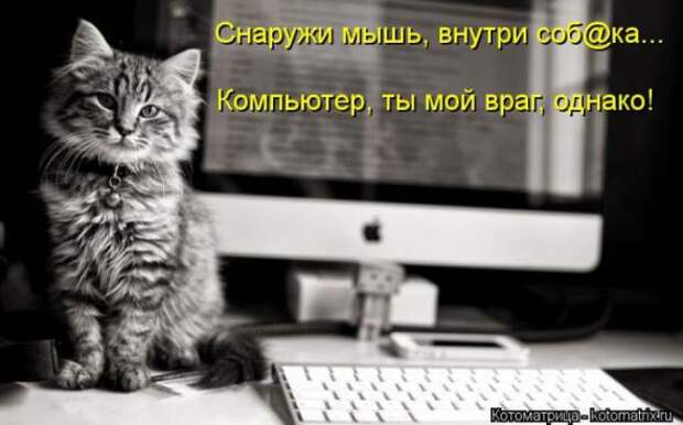 Котоматрицы(картинки с надписями)
