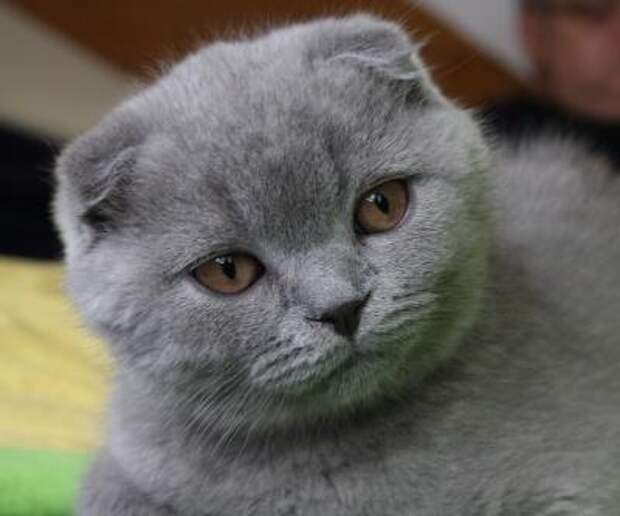 interesting  Top 10 Most Expensive Cat Breeds in the World