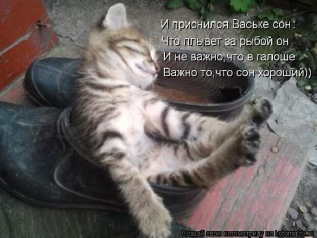 Лучшие котоматрицы недели (28 фото)