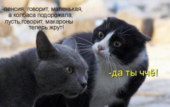 Прикольные картинки