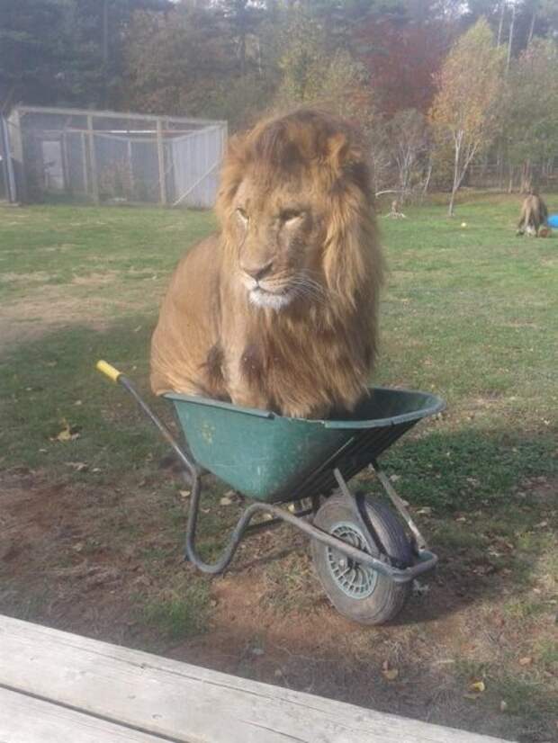 Прикольные животные, которых не плохо кормят.
