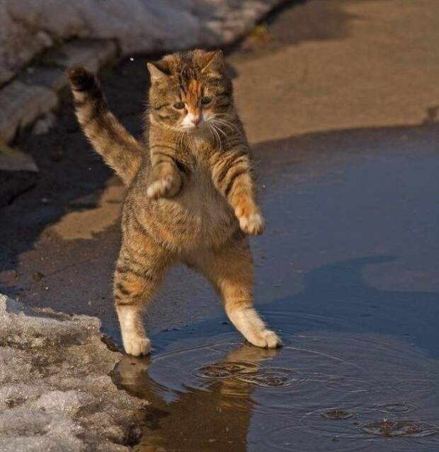 Кот полный радости! Радостный кот