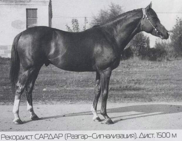 Чистокровный верховой жеребец Сардар, фото породы лошадей фотография