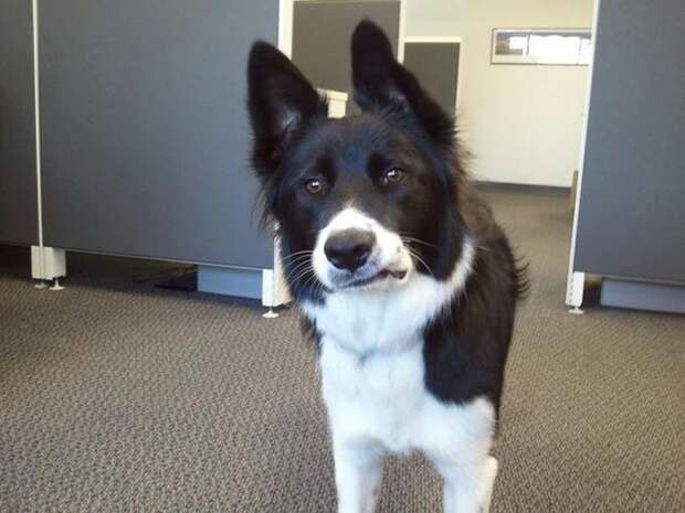 20. Каждый раз когда мой пёс заходит в офис, у него появляется такое выражение морды животные, офис, работа, собаки