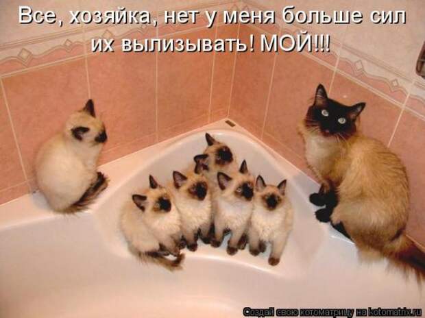 Котоматрица