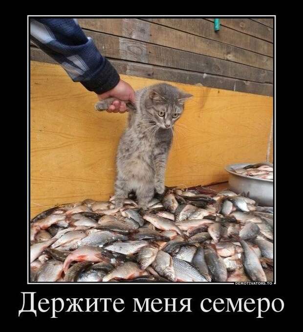 Любителям пушистых и нахальным Любителям пушистых и нахальным демотиваторы, коты, прикол, юмор