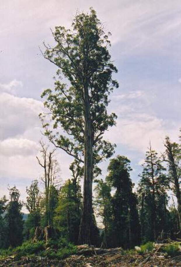 https://upload.wikimedia.org/wikipedia/commons/4/47/Tasmania_logging_08_Mighty_tree.jpg